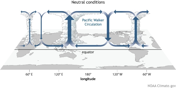 Walker circulation under normal conditions
